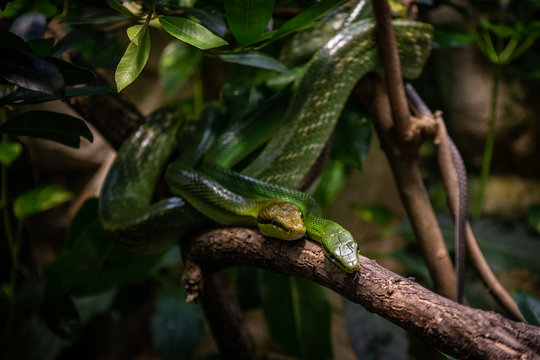 A Snake Couple Hanging on a Tree