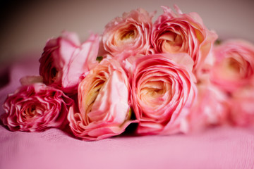 Fototapeta premium Living coral ranunculus flowers.