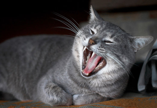 Yawning grey cat