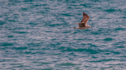 Fototapeta premium Seagull flying over the sea