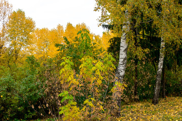 Obraz premium In the autumn forest on a cloudy day