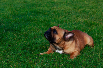 Dog breed French Bulldog