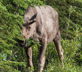 Wild moose in Denali National Park (Alaska).
