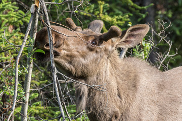 Wild moose in Denali National Park (Alaska).