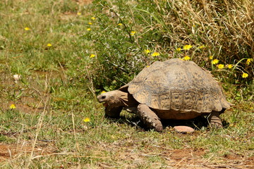 Large adult Leopard Tortoise walking on short grass.