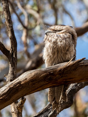Tawny Frogmouth (Podargus strigoides) race 