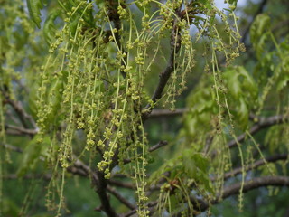 blooming oak