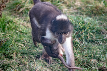 Weißscheitelmangabe mit Baby