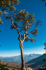 pine tree growing from the limestone rock. Lagonaki plateau in the background. Caucasus, Adygea