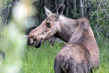 Wild moose in Denali National Park (Alaska).