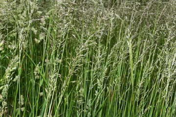 Wiesenrispengras, Poa pratensis