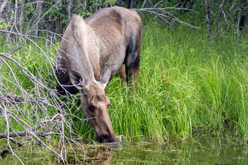 Wild moose in Wrangell-St. Elias National Park (Alaska).