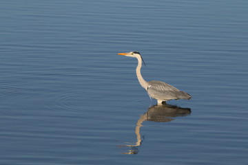 Large Grey Heron wading in calm water.