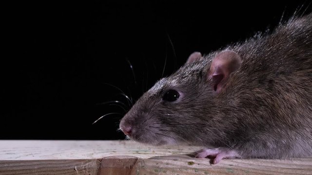 Eine Wanderratte in Nahaufnahme vor schwarzem Hintergrund im Studio: Kopf, F&uuml;&szlig;e, Nase, Augen, Ohren, Tasthaare, mehrere takes