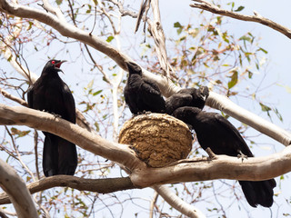 Ready to fly, a chick stands poised on the edge of its nest. White-winged Chough (Corcorax melanorhamphos) race 
