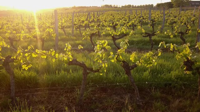 Aerial flight over beautiful vineyard landscape in France at sunset