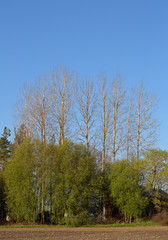 Bare trees and light green bushes under blue sky