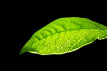green leaf on black background