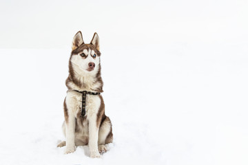 Portrait of husky dog on white snow background. Dog admire the snowy winter.