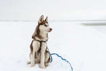 Portrait of husky dog. Dog admire the winter and snow.