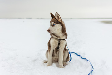 Portrait of husky dog. Dog admire the winter and snow.
