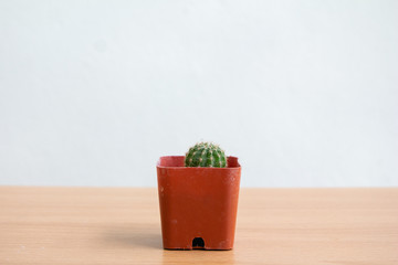 pot cactus on table.