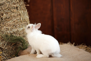 beautiful little white rabbit with hay. Easter theme