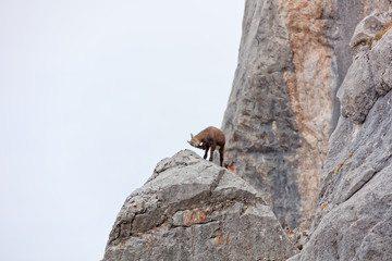 Wild mountain goats in Lechquellengebirge mountains