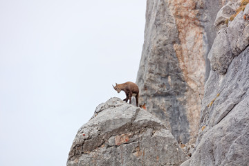 Wild mountain goats in Lechquellengebirge mountains