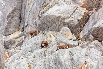 Wild mountain goats in Lechquellengebirge mountains