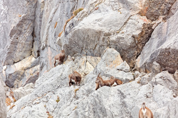 Wild mountain goats in Lechquellengebirge mountains