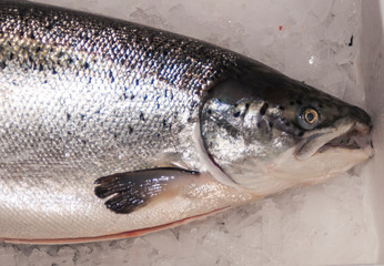  beautiful salmon, closeup