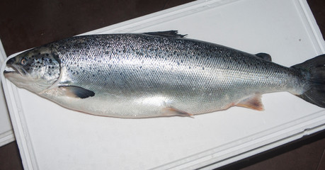  beautiful salmon, closeup