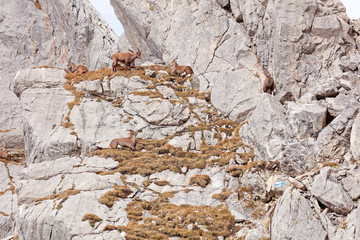 Wild mountain goats in Lechquellengebirge mountains