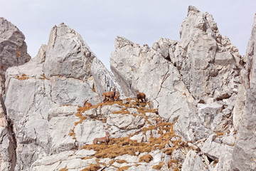 Wild mountain goats in Lechquellengebirge mountains