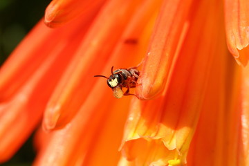 Tiny bee blowing a large bubble which helps aid digestion.