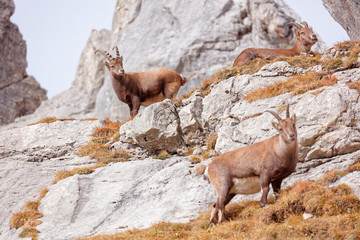 Wild mountain goats in Lechquellengebirge mountains