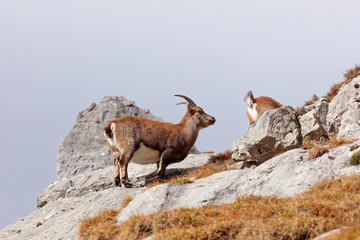 Wild mountain goats in Lechquellengebirge mountains