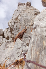 Wild mountain goats in Lechquellengebirge mountains