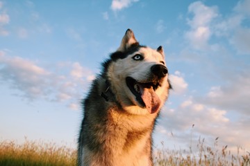 Portrait happy emotion husky dog. Siberian husky black and white color with blue eyes