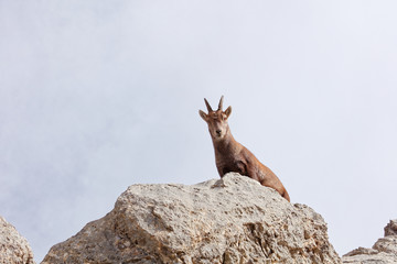 Wild mountain goats in Lechquellengebirge mountains