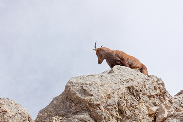 Wild mountain goats in Lechquellengebirge mountains