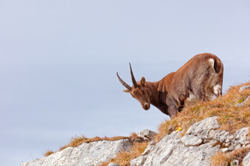 Wild mountain goats in Lechquellengebirge mountains