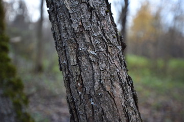 Fototapeta premium tree bark in the forest bokeh