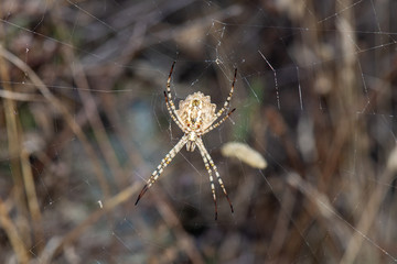 spider