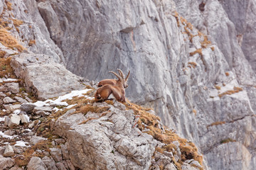 Wild mountain goats in Lechquellengebirge mountains