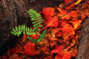 Christmas tree Flamboyant