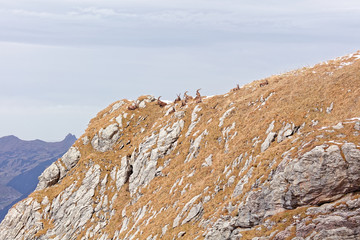 Wild mountain goats in Lechquellengebirge mountains