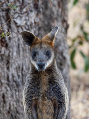 Portrait of a Swamp Wallaby (Wallabia bicolor) AKA Black Wallaby. © wrightouthere