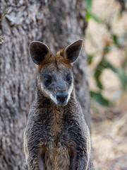 Portrait of a Swamp Wallaby (Wallabia bicolor) AKA Black Wallaby. © wrightouthere